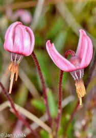 Attēlu rezultāti vaicājumam “Oxycoccus flower”