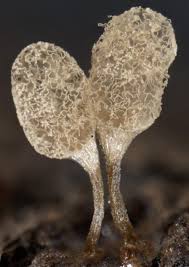 Attēlu rezultāti vaicājumam “Arcyria cinerea”