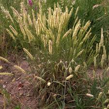 Attēlu rezultāti vaicājumam “Phleum phleoides”