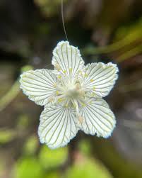Attēlu rezultāti vaicājumam “Parnassiaceae”
