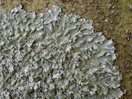 Attēlu rezultāti vaicājumam “Punctelia subrudecta”