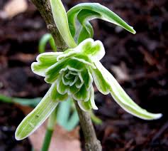 Attēlu rezultāti vaicājumam “Galanthus nivalis bud”
