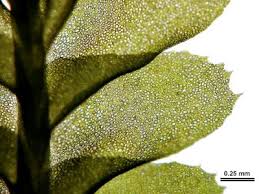 Attēlu rezultāti vaicājumam “Plagiochila porelloides”