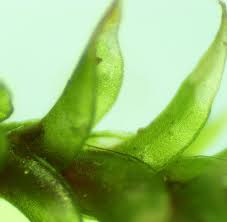 Attēlu rezultāti vaicājumam “Hedwigia ciliata sporophyte”