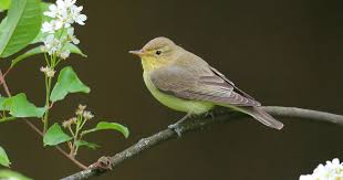 Attēlu rezultāti vaicājumam “Hippolais icterina adult”