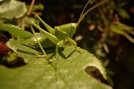 Attēlu rezultāti vaicājumam “Tettigonia cantans”