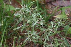 Attēlu rezultāti vaicājumam “Gnaphalium sylvaticum bud”