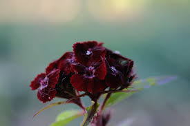 Image result for Dianthus barbatus