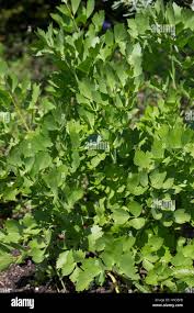 Image result for Liebstöckel