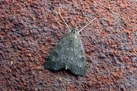 Attēlu rezultāti vaicājumam “Udea prunalis”