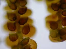 Attēlu rezultāti vaicājumam “Frullania fragilifolia”