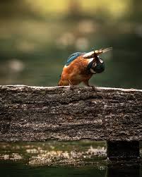 Attēlu rezultāti vaicājumam “Alcedo atthis nest”