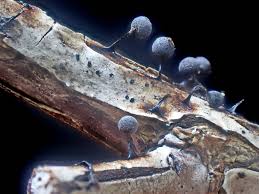 Attēlu rezultāti vaicājumam “Lamproderma pseudomaculatum spores”