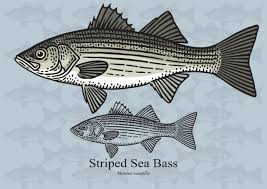 Image result for Morone saxatilis