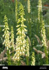 Image result for Digitalis lutea