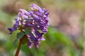 Attēlu rezultāti vaicājumam “Corydalis cava”