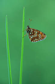 Attēlu rezultāti vaicājumam “Melitaea diamina underside”