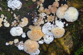 Attēlu rezultāti vaicājumam “Postia ptychogaster”