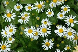 Attēlu rezultāti vaicājumam “Tripleurospermum inodorum flower”