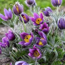 Image result for Pulsatilla
