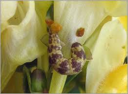 Attēlu rezultāti vaicājumam “Eupithecia linariata”