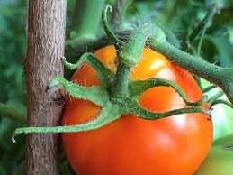 Afbeeldingsresultaat voor caro rich tomato