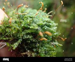 Attēlu rezultāti vaicājumam “Plagiothecium denticulatum”