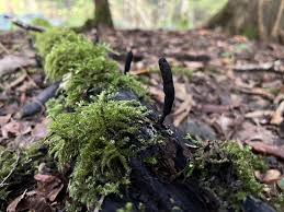 Attēlu rezultāti vaicājumam “Xylaria longipes”