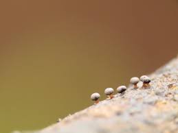 Attēlu rezultāti vaicājumam “Diderma montanum var. album young”