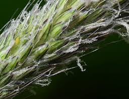 Attēlu rezultāti vaicājumam “Alopecurus pratensis fruit”