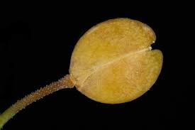 Attēlu rezultāti vaicājumam “Lepidium densiflorum bud”