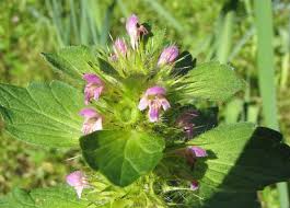 Attēlu rezultāti vaicājumam “Galeopsis bifida leaf”