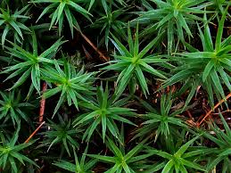 Attēlu rezultāti vaicājumam “Polytrichum commune”