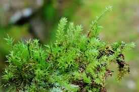 Attēlu rezultāti vaicājumam “Pohlia cruda”