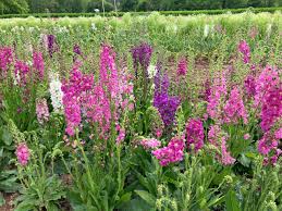 Image result for Königskerzen