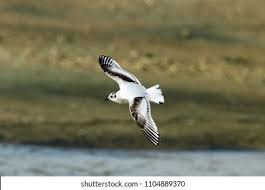 Attēlu rezultāti vaicājumam “Larus minutus”