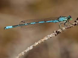 Attēlu rezultāti vaicājumam “Coenagrion hastulatum”