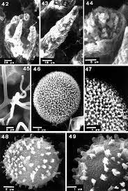 Attēlu rezultāti vaicājumam “Badhamiopsis ainoae spores”