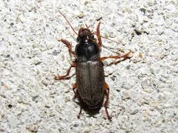 Attēlu rezultāti vaicājumam “Pseudoophonus rufipes”