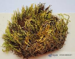 Attēlu rezultāti vaicājumam “Cinclidium stygium”