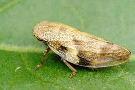 Attēlu rezultāti vaicājumam “Aphrophoridae”