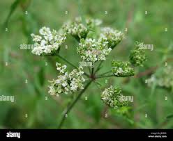Attēlu rezultāti vaicājumam “Torilis japonica leaf”
