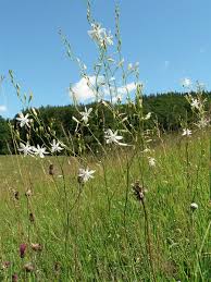Attēlu rezultāti vaicājumam “Anthericum ramosum”