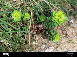 Attēlu rezultāti vaicājumam “Euphorbia helioscopia leaf”