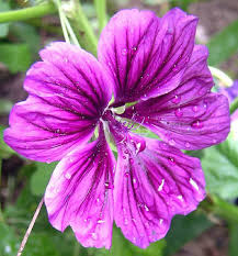 Image result for Malva sylvestris var. mauritiana