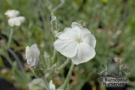 Image result for Lychnis coronaria alba