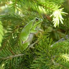 Attēlu rezultāti vaicājumam “Hyla arborea adult”