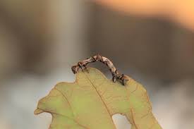 Attēlu rezultāti vaicājumam “Ennomos erosaria”