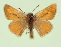 Attēlu rezultāti vaicājumam “Thymelicus sylvestris female”