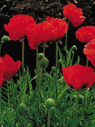 Attēlu rezultāti vaicājumam “Papaver”